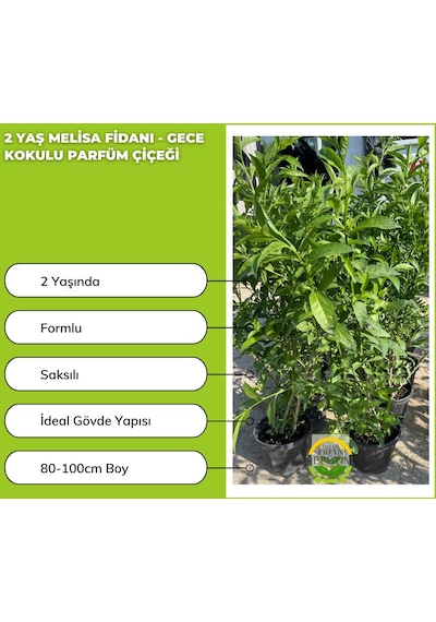 2 Yaş Melisa Fidanı - Gece Kokulu Parfüm Çiçeği