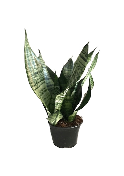 Sansevieria Zeylanica (Paşa Kılıcı) Ø8,5 CM H20-25 CM Sansevieria Zeylanica (Paşa Kılıcı) Ø8,5 CM H20-25 CM