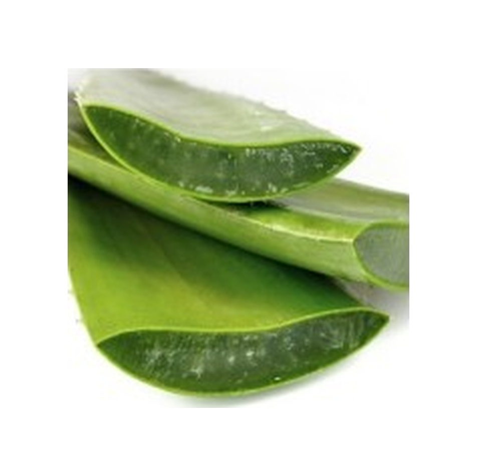 Aloe Vera Çiçeği Fidanı 10-20 Cm