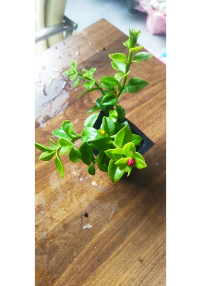 Buz Çiçeği Saksı Çiçeği Sarkıcı Yer Örtücü Güneş Seven Dayanıklı Çiçek Mezar Balkon Bahçe Çiçeği