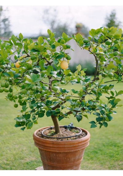 Kamkat Fidanı Bodur 50 60 Cm 1 Adet Dragon Anaç Saksılı /tüplü Meyve Ağacı Kumquat