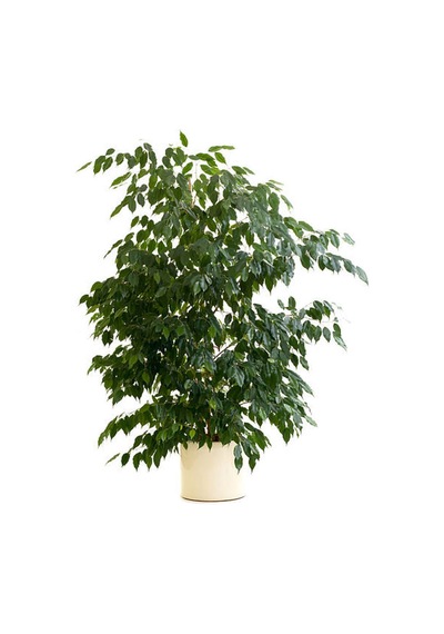 Videolu Gösterişli Benjamin Çiçeği Fidanı 50-70 Cm Saksılı Çiçekli Bodur Bitkiler Ficus Benjamina