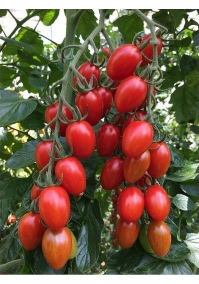 Saksılık Zeytin Domates Tohumu 10 Adet Tohum Kahvaltılık Domates Tohumu