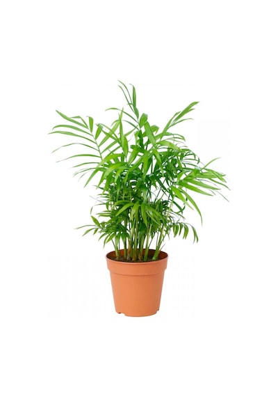 Dağ Palmiyesi Bitkisi chamaedorea Elegans 30-40 Cm