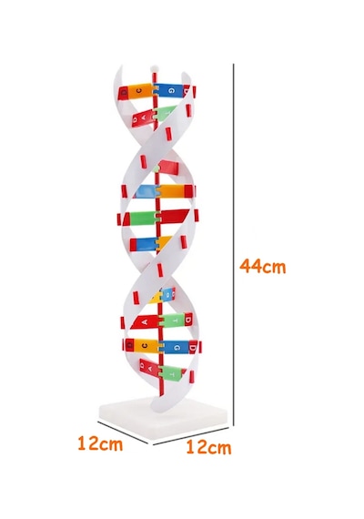 Dna Yapısı Modeli Çift Sarmal Eğitim İçin Montajlı