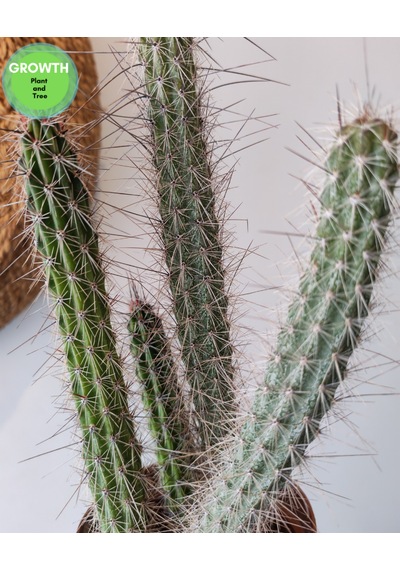 Peniocereus Serpentinus Kaktüs 1 Adet