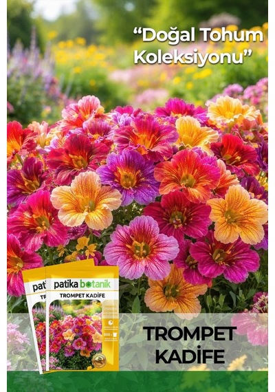 100 Adet Trompet Kadife Çiçek Tohumu Salpiglossis Sinuata