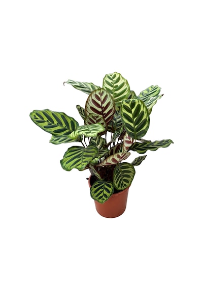 Calathea Makoyana (Dua Çiçeği) Ø19 CM Y50-60 CM
