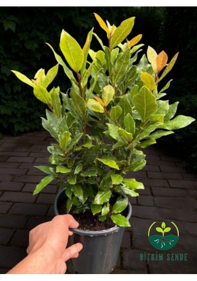 Kokulu Defne Fidanı Aromatik Defne Ağacı Bitkisi Laurus Nobilis 45-60 Cm