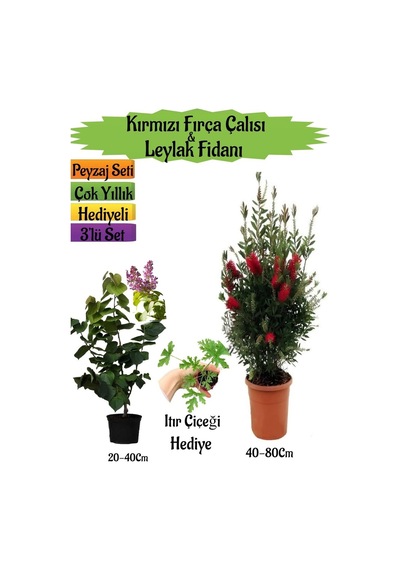 Kırmızı Fırça Çalısı+kokulu Mor Leylak Fidanı+ıtır Çiçeği Peyzaj Seti