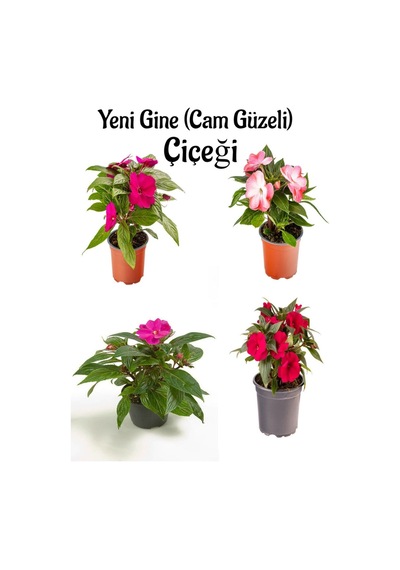 Serada Decor Plant - Fuşya + Ebruli + Pembe + Kırmızı Yeni Gine Cam Güzeli Çiçeği 3 Adet Balkon Bitkisi 10 - 15 CM