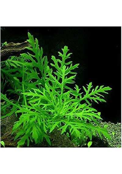 .hygrophila Difformis Çınar 10 Kök
