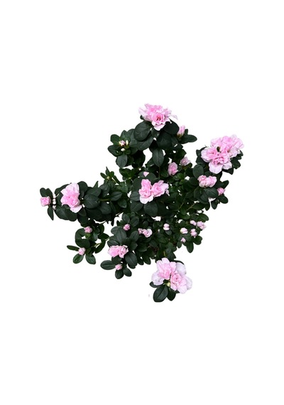 Rhodendron Indicum 'sugar Pink' Açelya Çiçeği