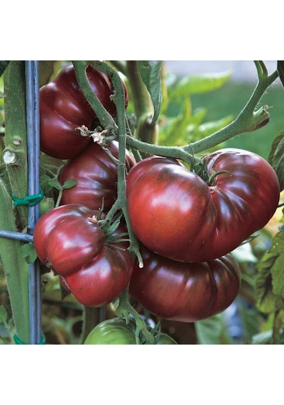 İri Etli Black Krim Domates Tohumu 15 Tohum