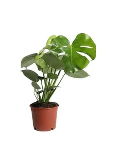 Videolu 1 Adet Deve Tabanı Çiçeği 30-60 Cm Saksılı Iç Mekan Bitkileri Monstera