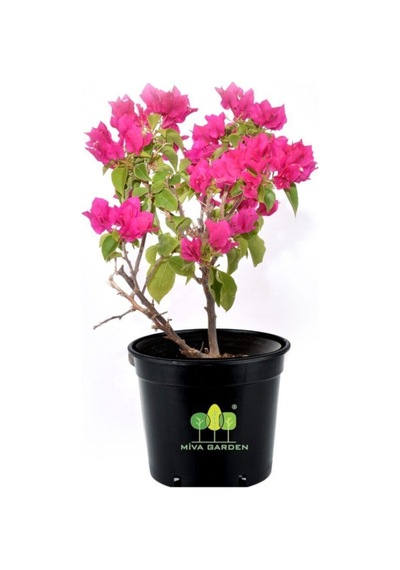 Nura Botanik Bougainvillea Spectabilis Çalı Begonvil Bougainvillea