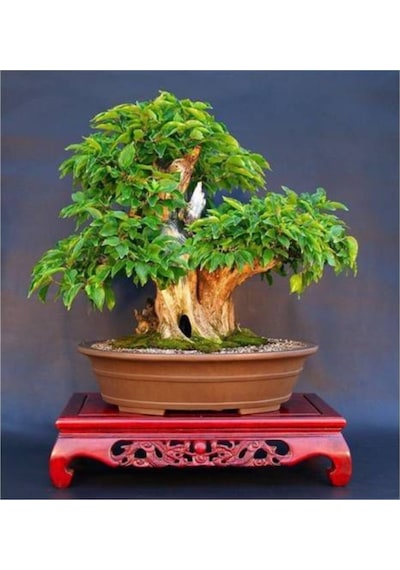 Bodur Bonsai Kızılcık Ağacı Tohumuekim Seti 5 Adet Tohum+ Toprak + Toprak