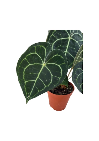 Anthurium Clarinervium Ø17 CM Y40-45 CM