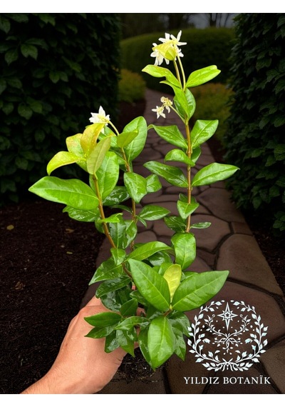 Kokulu Arap Yasemini Sarmaşığı Fidanı Çiçekli Bitki Rhyncospermum Jasminoides Saksılı 30-40 Cm