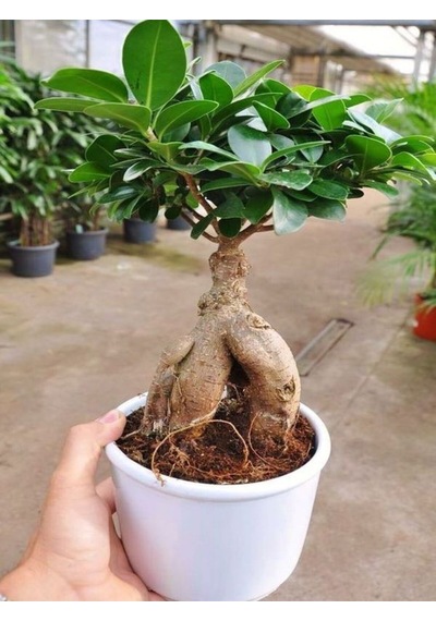Videolu Bonsai Fidanı 1 Adet Saksılı 20-40 Cm Iç Mekan Salon Bitkisi Ficus Bonsai