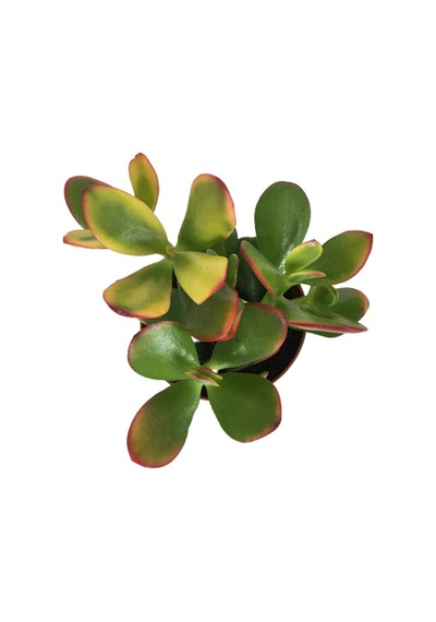Crassula Ovata Sunset - Para Bitkisi 8,5 Luk
