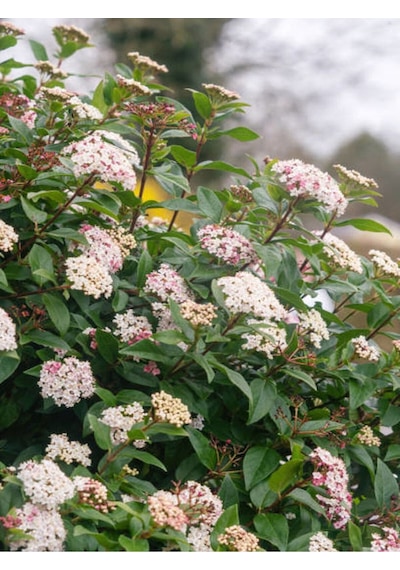 Kartopu Çiçeği Fidanı Ithal 1 Adet Saksılı 50-80 Cm Viburnum Lucidum