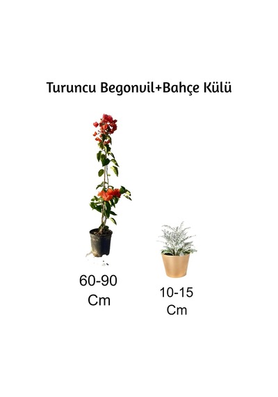 Turuncu Begonvil+ Bahçe Külü 2'li Set Dış Mekan Bitkisi Begonvillia