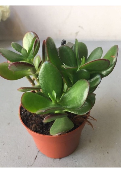 Crassula Şans Para Çiçeği Zenginlik Çiçeği 25-30cm