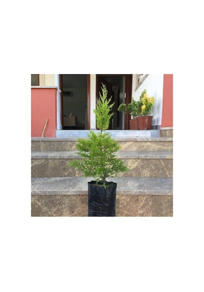 Bitkim Sende Tüplü Limoni Servi Fidanı 4 Adet Boy 50-60cm