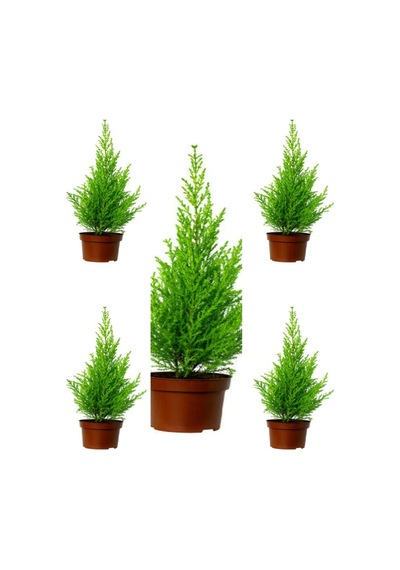 Videolu Kokulu Limoni Servi Fidanı 10 25 Cm 5 Adet Tüplü Dış Mekan Bitkisi Cupressus Macrocarpa