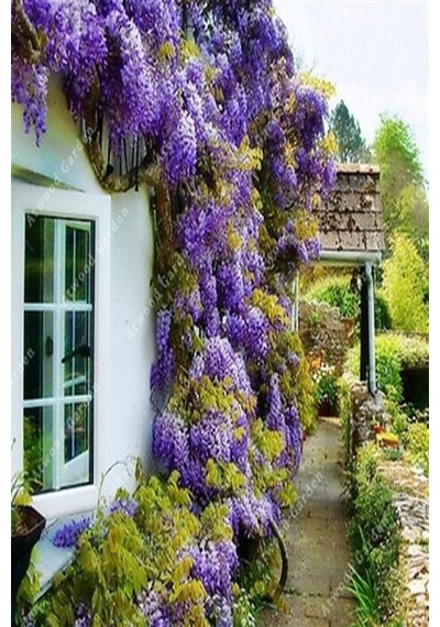 Videolu Mor Salkım 45-60 Cm Saksılı/tüplü Dış Mekan Bodur Bitkiler Wisteria