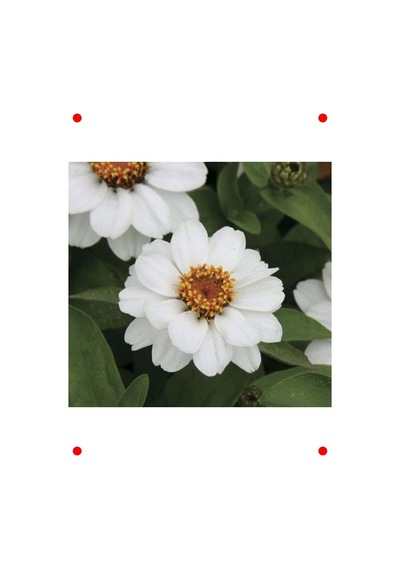 Beyaz Zinnia Tohumu Ni Çok Çiçekli, 8 Adet