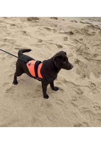 Kişiye Özel, Isimli K9 Köpek Tasması, Göğüs Tasması Turuncu