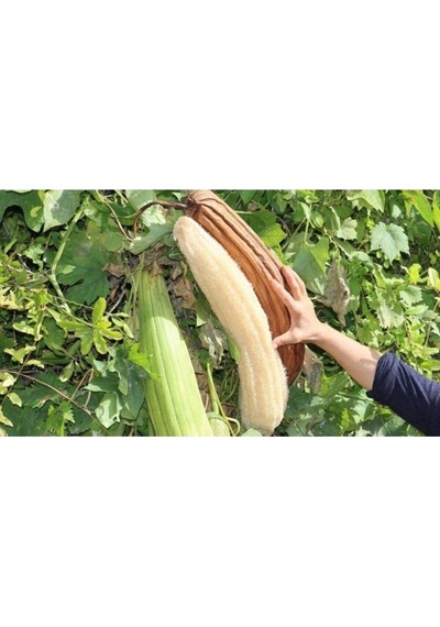 50 Adet Tohum Eko Paket Lif Kabak Tohumu Kabak Tohumu Lif Kabağı Tohumu