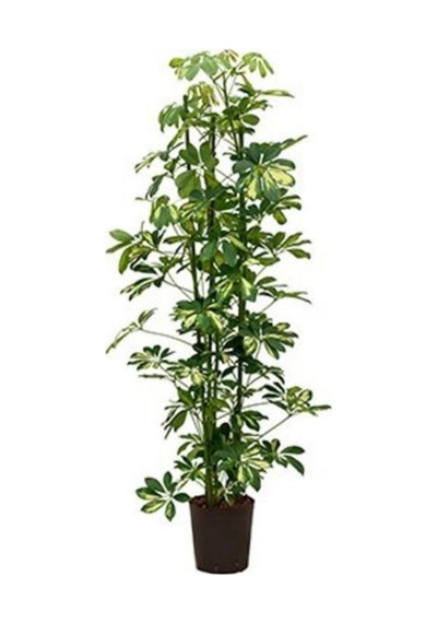 Videolu Şeflera Sarı Alacalı 2 Dallı 1 Adet Saksılı 90-110cm Salon Bitkisi Schefflera Arboricola