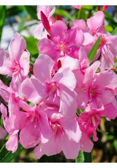 Pembe Renk Zakkum Çiçeği Fidanı 1adet Saksılı 30-60cm Yaz Çiçeği