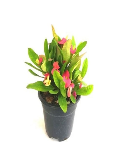 Kırmızı 1 Adet Milli Dikenler Tacı Çiçeği 15-30cm Saksılı Euphorbia