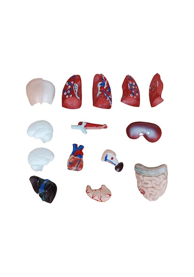 Insan Anatomi Maketi. 26 Cm - 15 Parçalı
