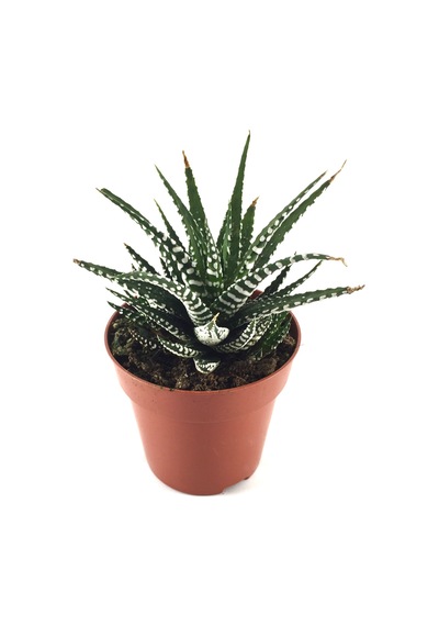 Haworthia Fasciata (Sukulent) Ø8,5 CM Y10-15 CM