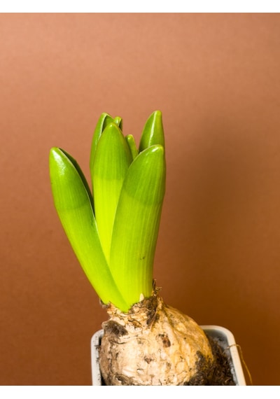 Sümbül Hyacinthus Orientalis 19 Cm Tekli Saksıda Filizlenmiş Form