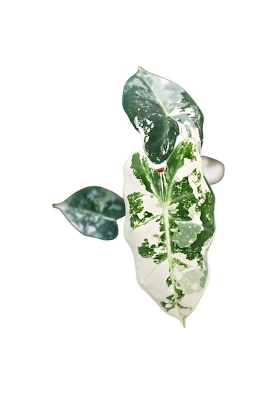 Alocasia Frydek 'Variegata' (Fil Kulağı)