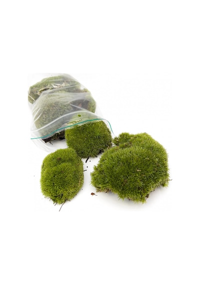 KAYA YOSUNU MOSS 2000 cm²  - TERARYUM ZEMİNİ CANLI YOSUN