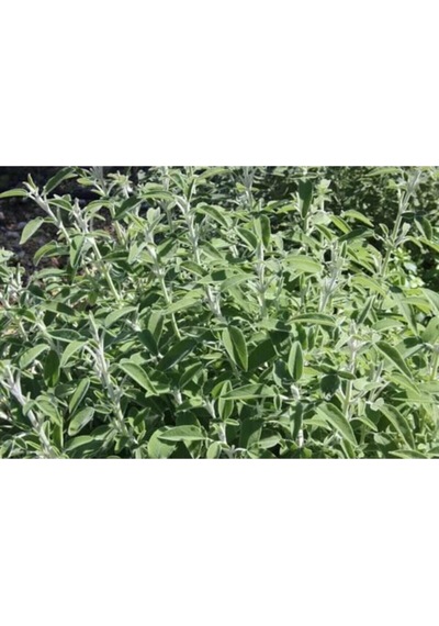Harika Kokulu 1 Adet Adaçayı Fidanı 40-60cm Saksılı Rosemary Seedling