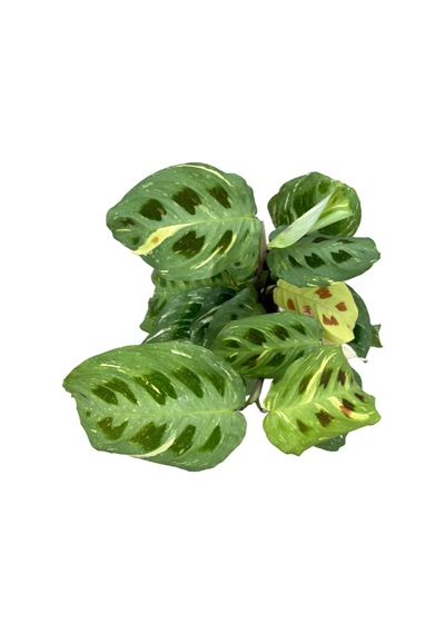 Maranta Leuconeura Kerchoveana 'variegata'