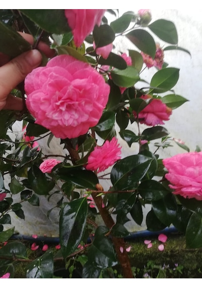 Pembe Kamelya Çiçeği - Camelia Japonica Kırmızı. 30-45 Cm Aras