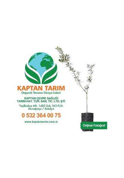 Storeşahin 1 Yaş Koroneiki Girit Zeytin Fidanı 10 Adet 30 Cm Shn0720