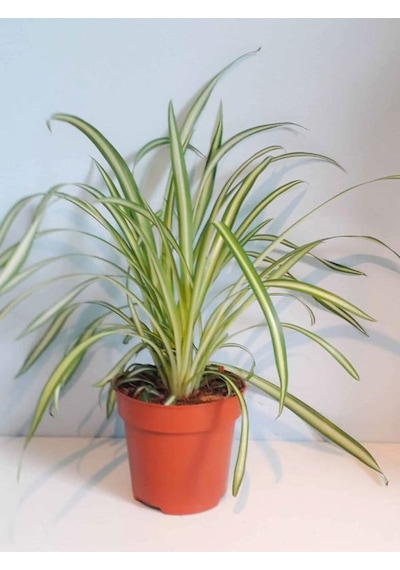 Kurdele Çiçeği Chlorophytum Comosum 20-40cm 14cm. Saksıda