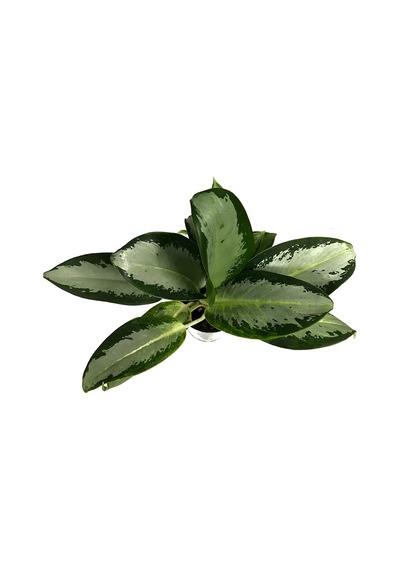 Aglaonema 'Silver Bay' Ø12 CM Y30-35 CM