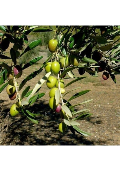 Tüplü Yabancı Menşei Fas - Picholine Marocaine Zeytini Fidanı