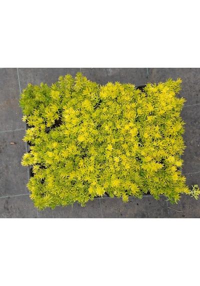 Sarı Sedum 5 Adet - Yer Örtücü Çok Yıllık Bitki